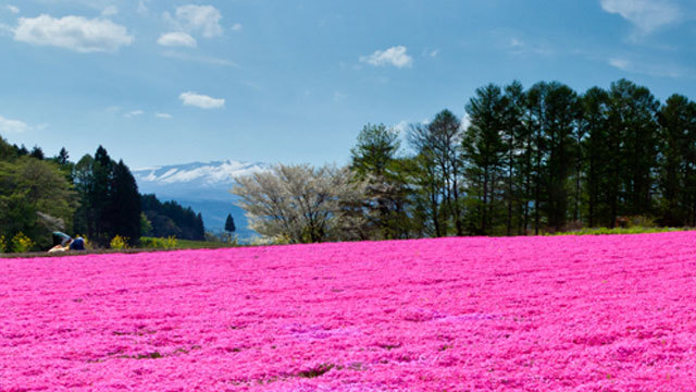 一面の芝桜は絶景！（休暇村より車で２０分）