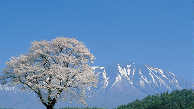 岩手の春を代表する景色として知られる小岩井農場の「一本桜」（休暇村より車で15分）