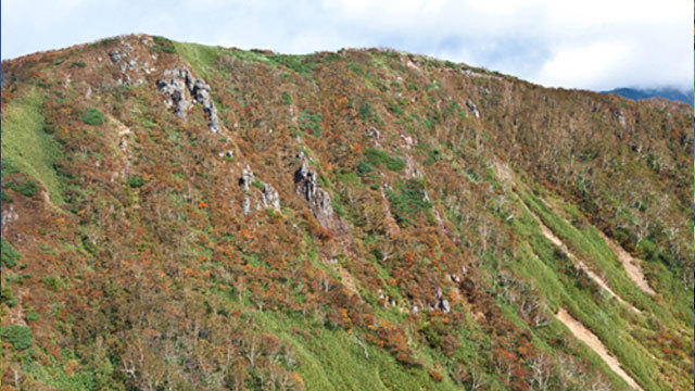 秋になると展望リフト山頂からは緑と赤のコントラストがきれいな犬倉山の紅葉が望めます