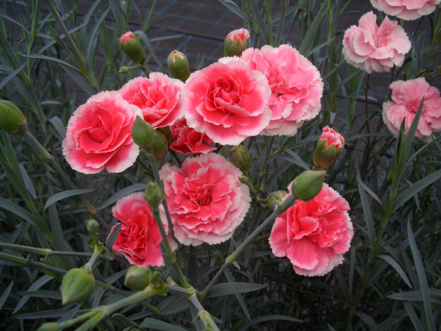 カーネーション見本園