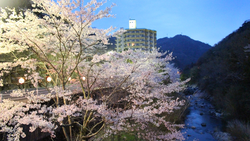 *春にはホテル周辺で桜が満開になります。