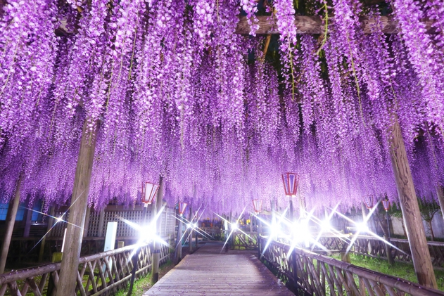 【当館より車で15分】豊田熊野記念公園のフジお花に癒されながら四季を味わえます♪