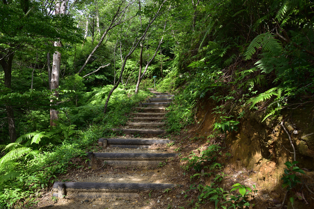  緑に囲まれた獅子ヶ鼻公園の林道を歩くトレッキングも人気です