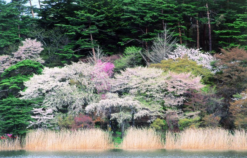 白河南湖公園水ぎわの春