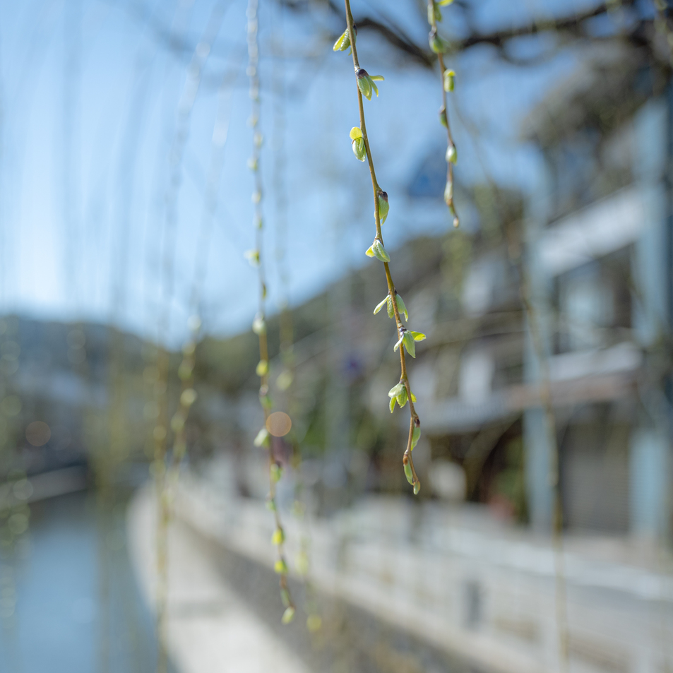 城崎温泉街春