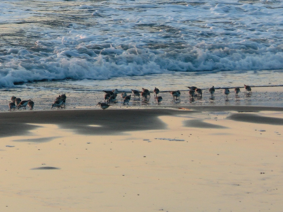浜辺の鳥たち