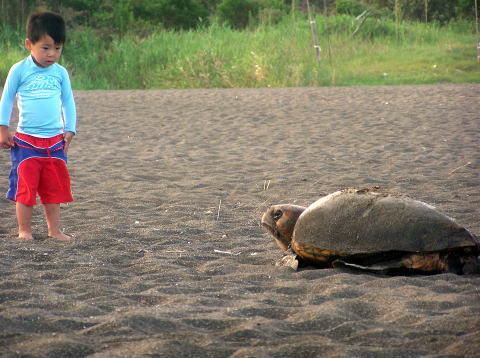 ウミガメの産卵
