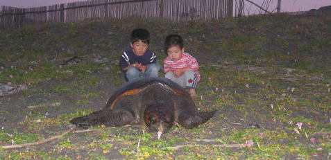 ウミガメの産卵