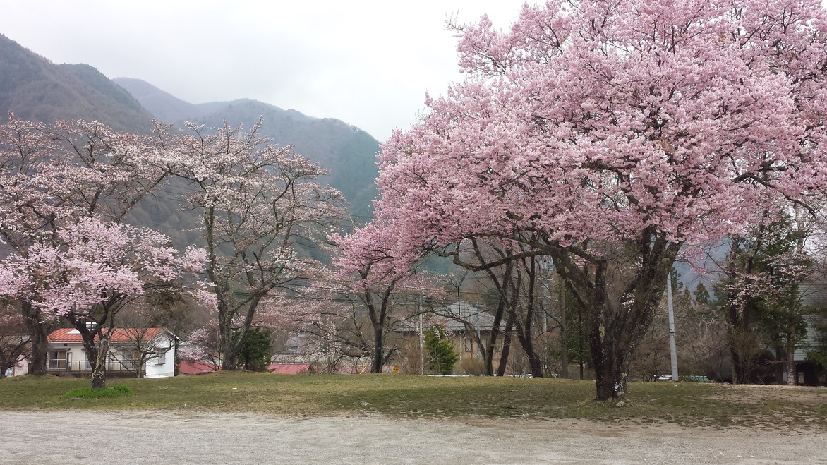 駒ヶ池近くの桜