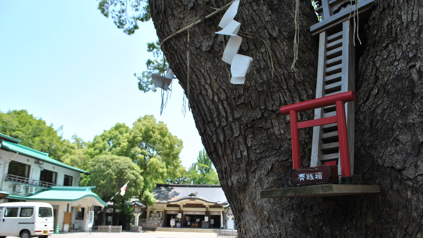 ＜熊本城内＞加藤神社 大木