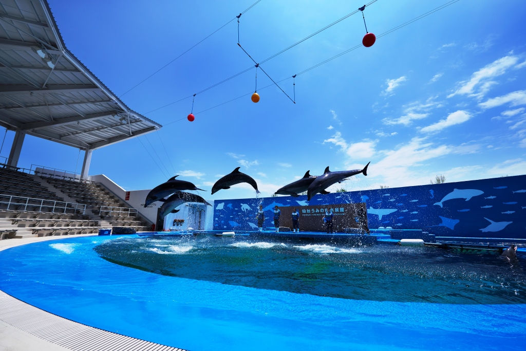 【仙台うみの杜水族館】イルカショー