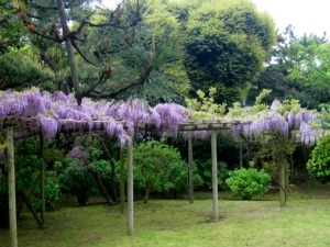 松汀園の庭「藤棚」