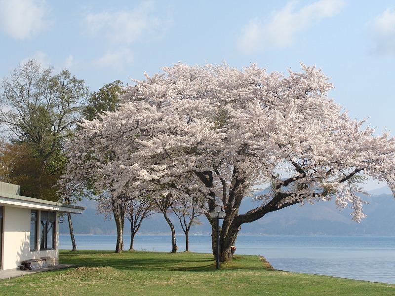 中庭（桜）