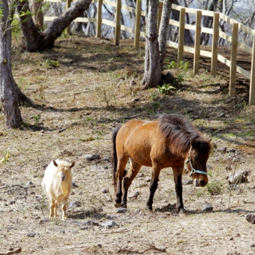 併設の与那国馬ふれあい牧場