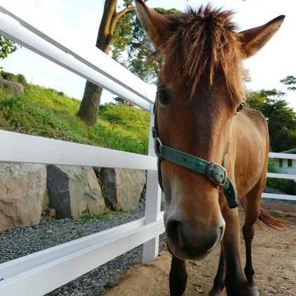 小柄で温厚な与那国馬と間近に触れ合ってみて