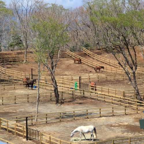 併設の与那国馬ふれあい牧場