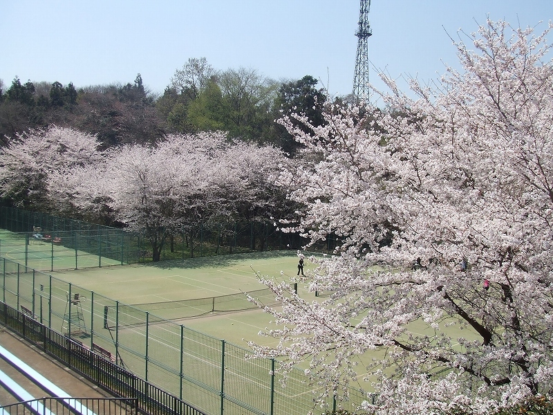 桜