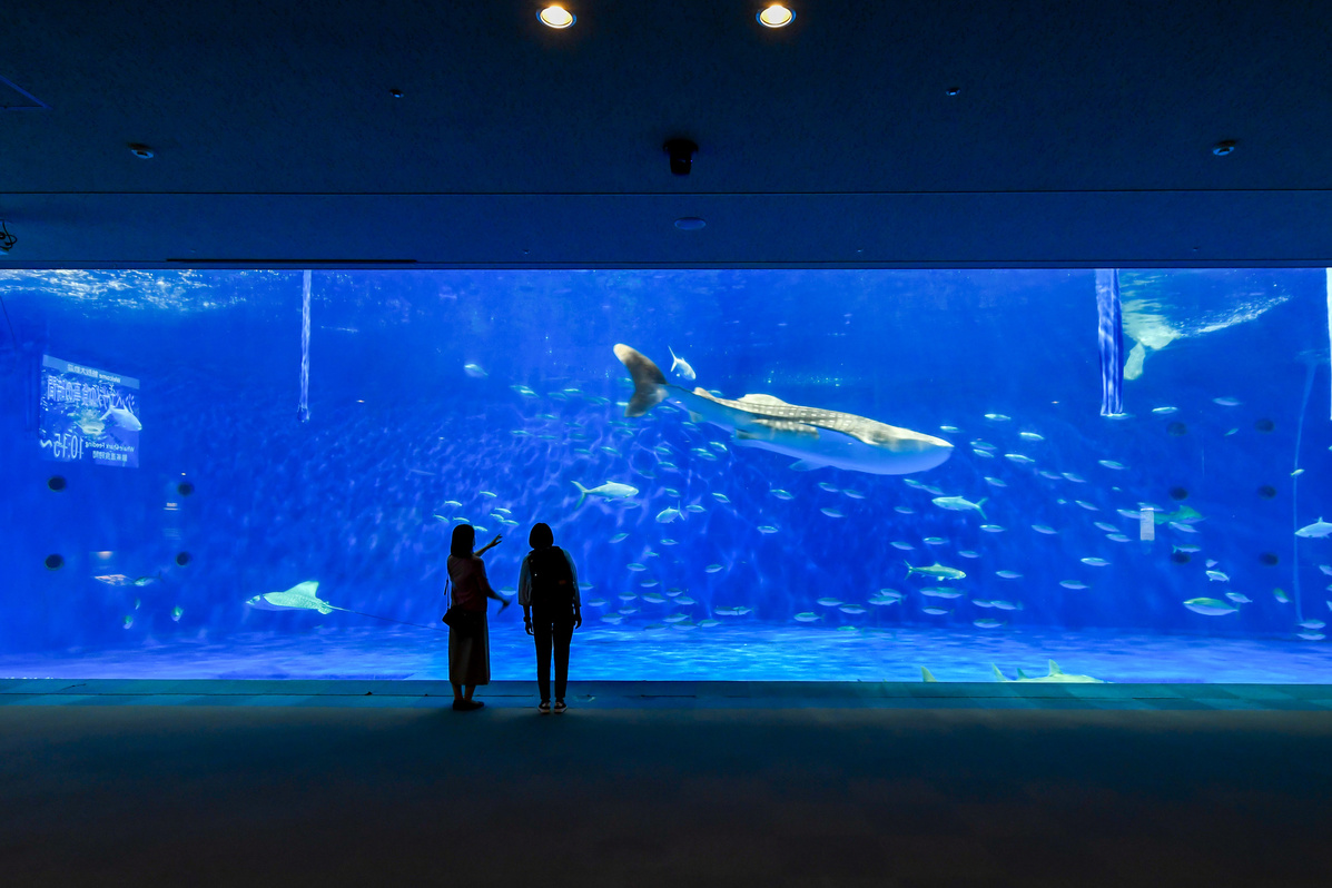 いおワールドかごしま水族館の黒潮大水槽