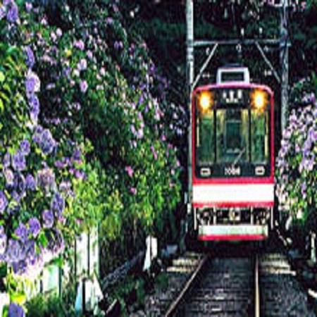 六月のあじさい電車は箱根の風物詩
