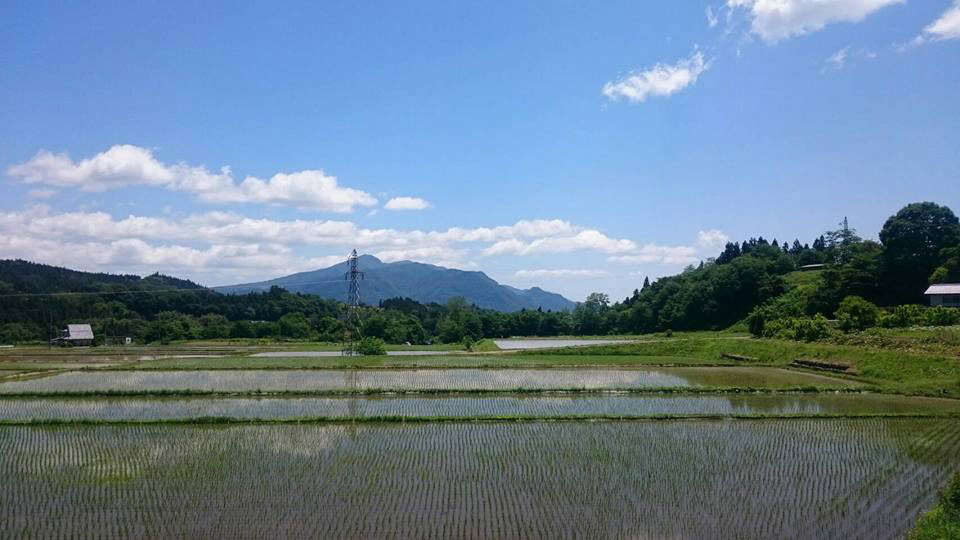 ＊周辺／日本人のこころに沁みる水田の風景です。