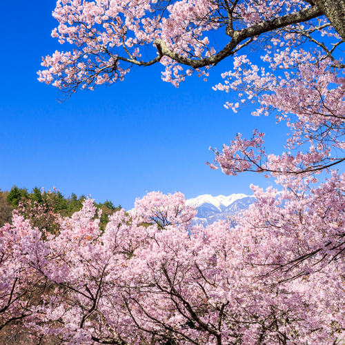 **【高遠城公園】古くから「天下第一の桜」と称えられ、さくら名所100選にも選ばれています。