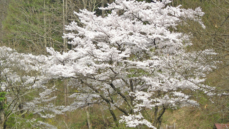 *春景色/周辺の山には桜が咲き春の訪れを教えてくれます。のんびり散策するのにお勧めの季節。
