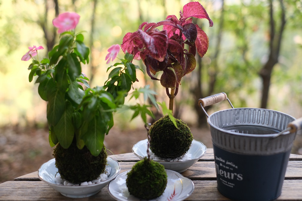 様々な苔玉を育ててみませんか？