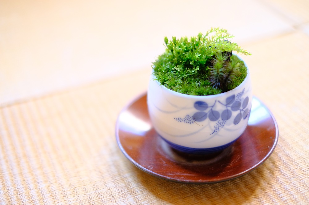 竹炭入りミニ苔盆栽体験