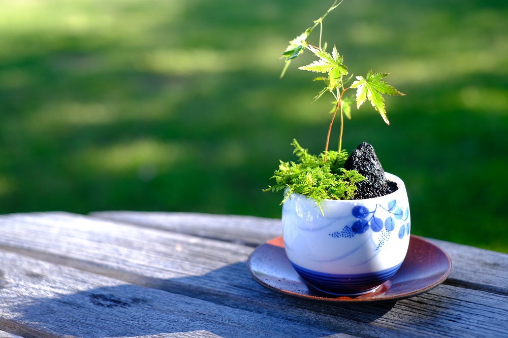 竹炭入りミニ苔盆栽体験