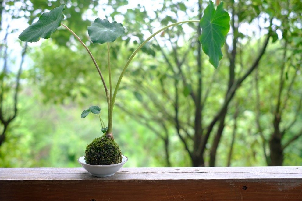 苔玉作り体験