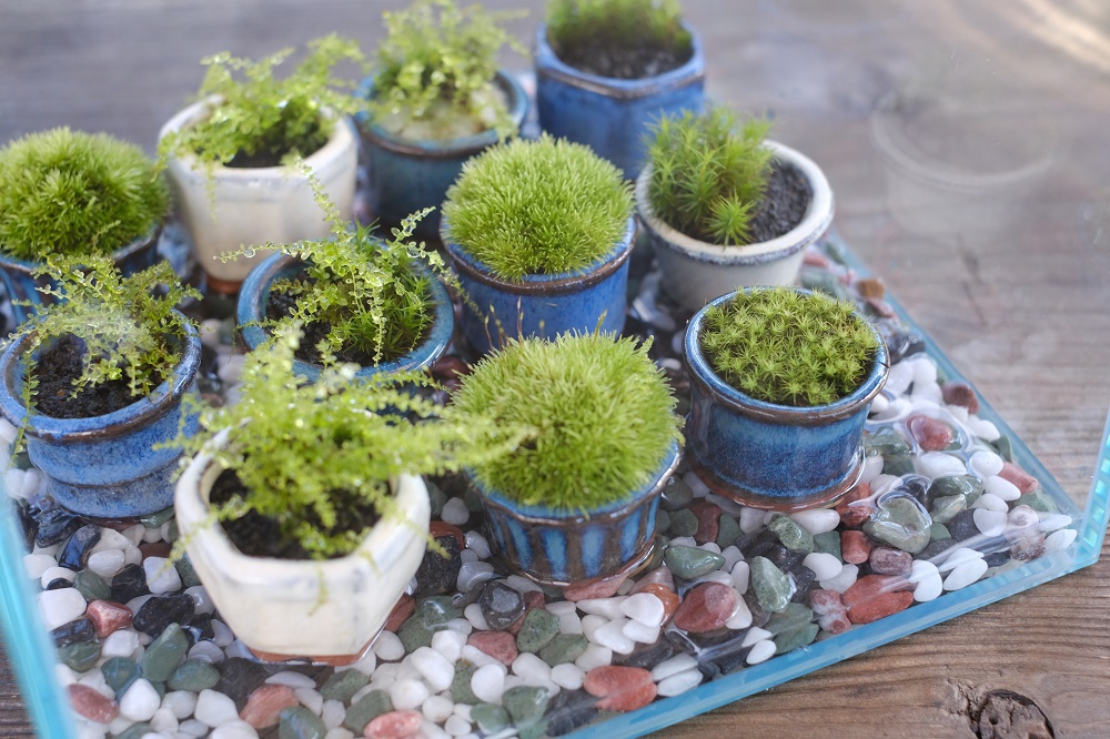 手乗りサイズの豆苔盆栽の販売