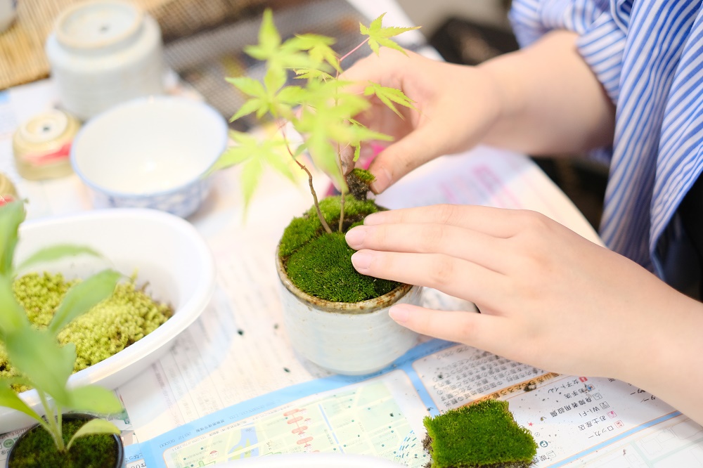 ふかふかの苔を敷き詰めます。