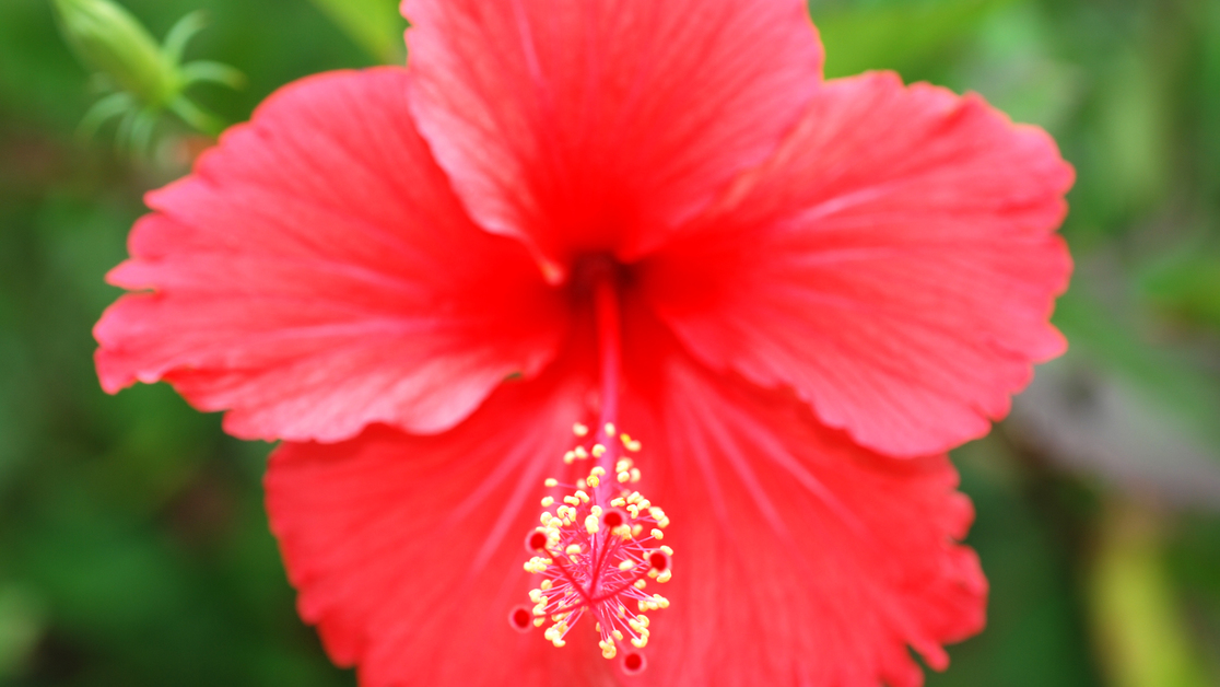 *沖縄の花としてイメージが強い色鮮やかなハイビスカス