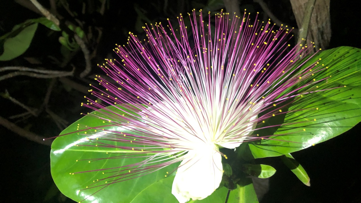 【ゴバンノアシ】「果実の形が碁盤の脚に似ていること」が名前の由来。当館の庭でご覧いただけます。