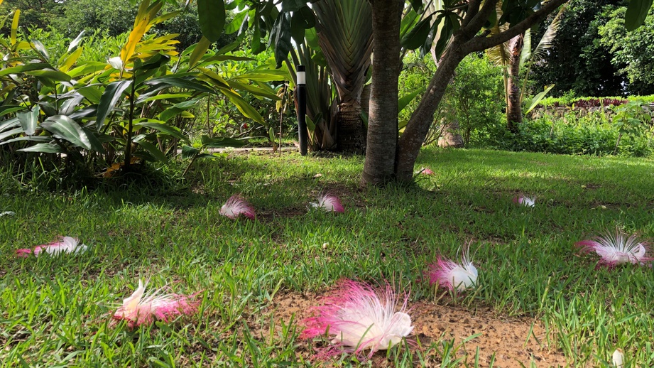 【ゴバンノアシ】夜咲いて朝には散る、一晩の儚い美しさ。花のシーズンは、春〜初夏です。