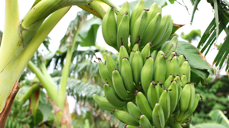 *【島バナナ】小さな菜園では、数種類のフルーツも育てています。