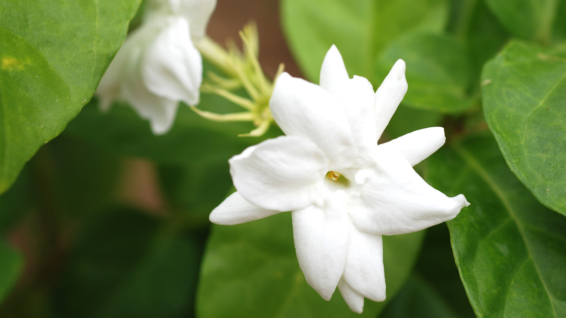 *【ジャスミン】お庭では、他にも一年中、色とりどりの花々が咲き誇ります。