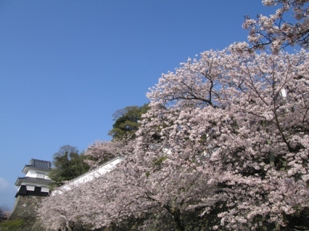 さくら名所100選“;大村公園”;5月中旬には、30万本の花菖蒲が公園内を埋め尽くし西日本一を誇る大菖蒲