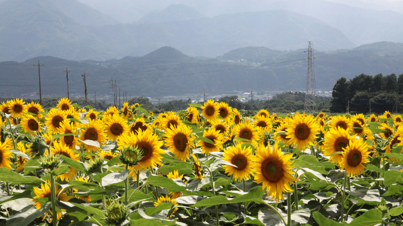 *【夏のひまわり】豊かな自然が広がる韮崎、四季折々に移ろう長閑な風景も魅力です