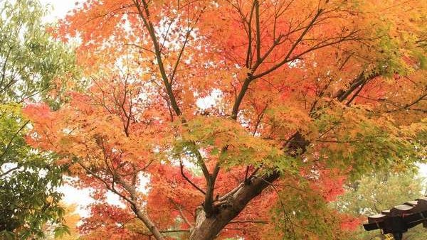 【秋】敷地内風景。秋には紅葉も楽しめる。