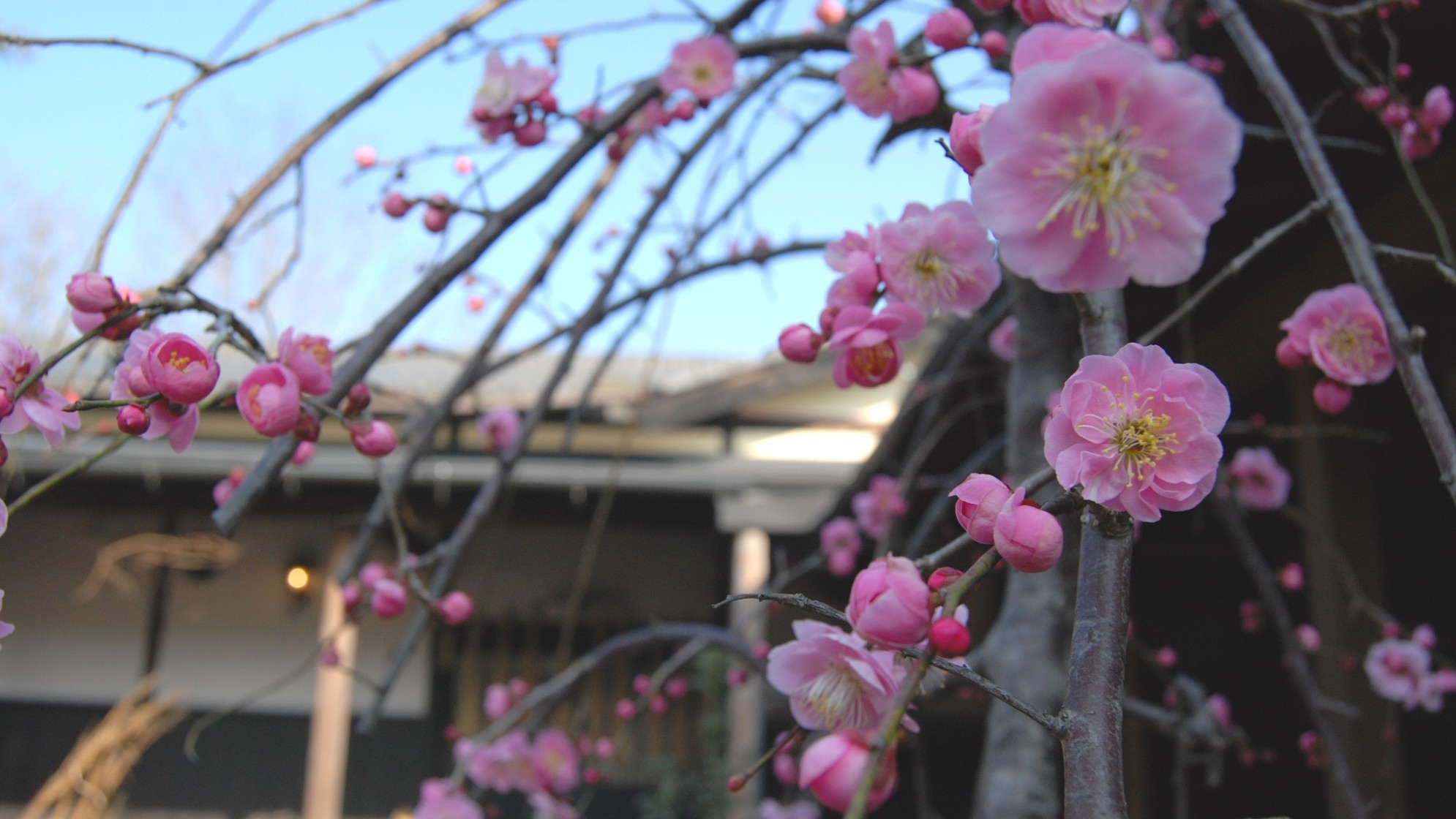 【春】玄関先の桜