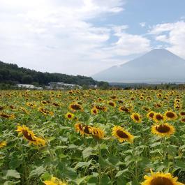 山中湖周辺花の都公園〜ひまわり