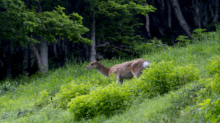 知床の野生動物エゾシカ