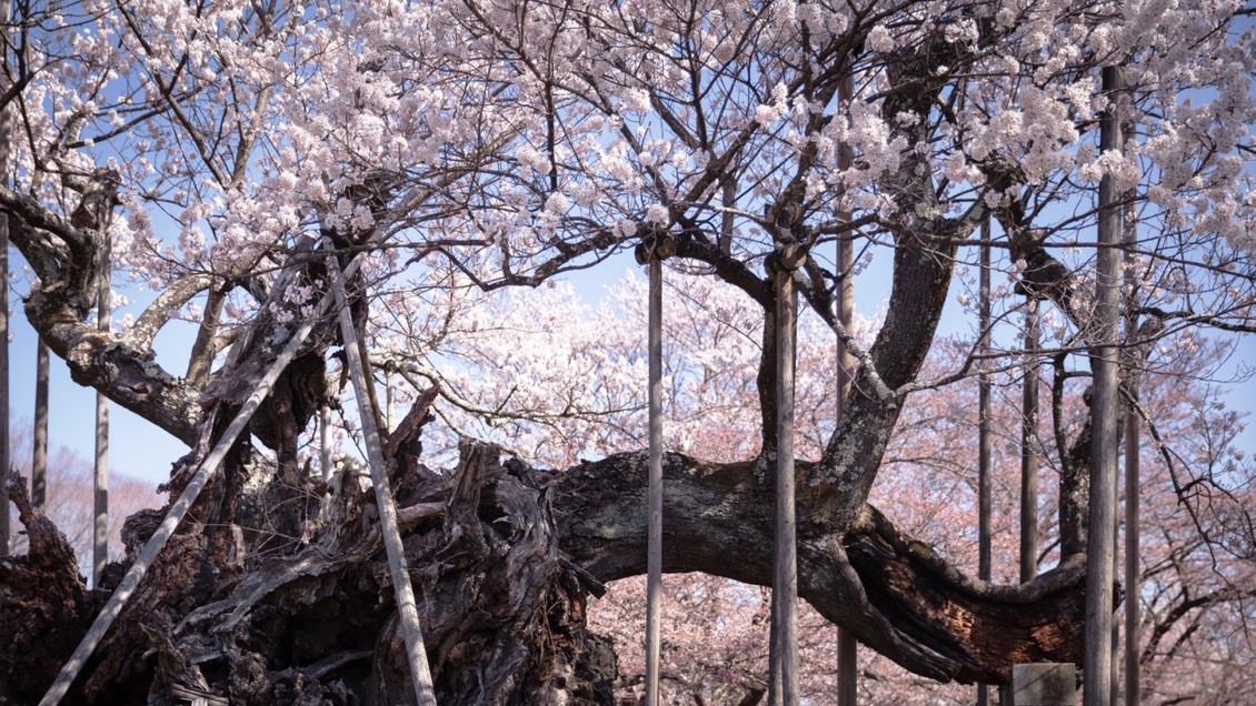 【神代桜】日本三大桜のひとつ。神代桜のある実相寺は当館より徒歩約15分、お車なら約5分