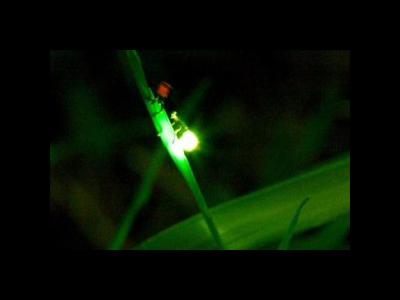 6月〜7月に現れる蛍