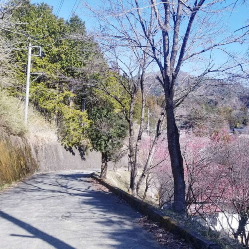 林道道順（１０）道が開けてきます。