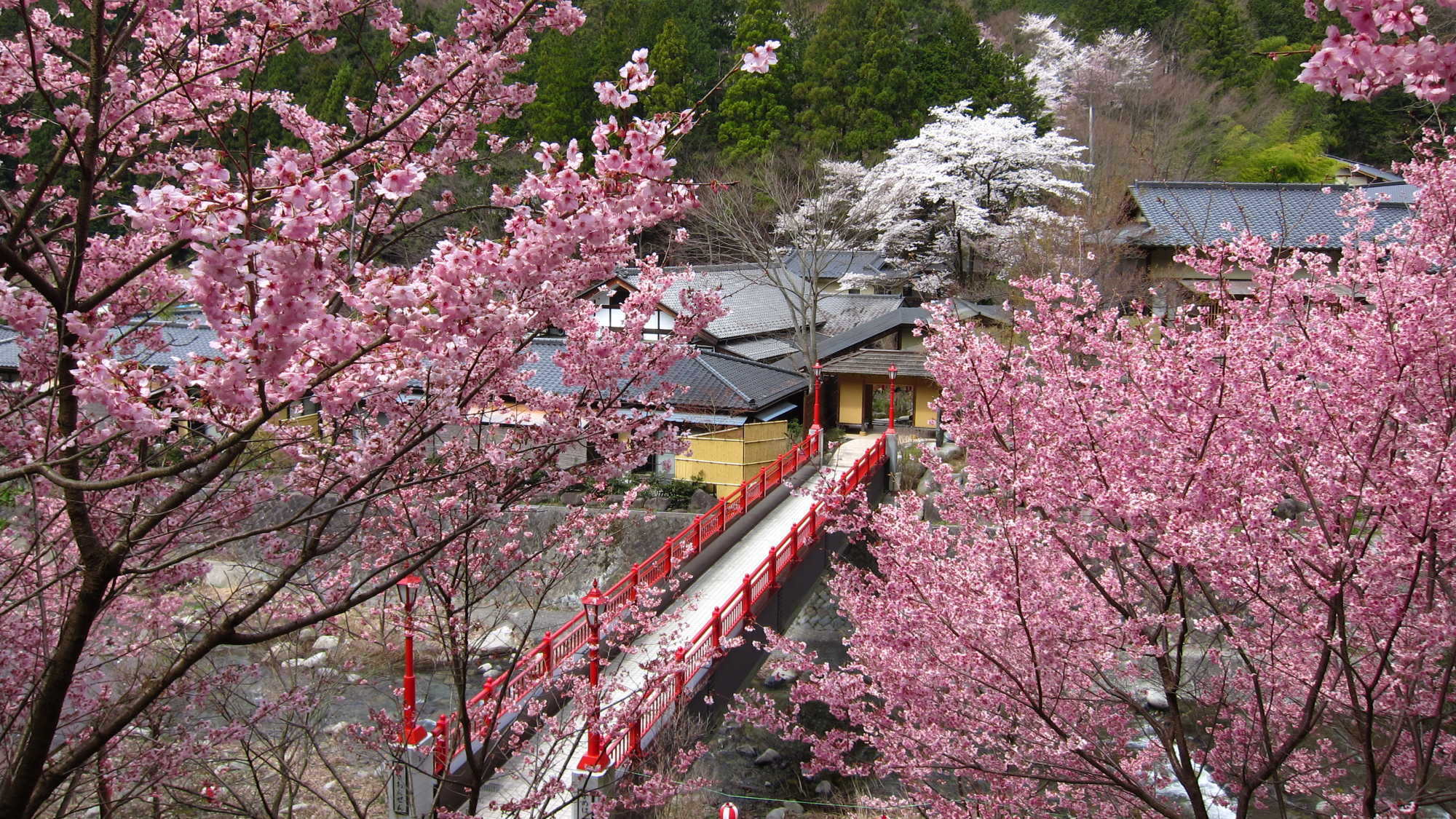 庭園内に架かる朱色の亀橋と桜のピンクが美しいコントラスト（例年4月10日前後が見頃）
