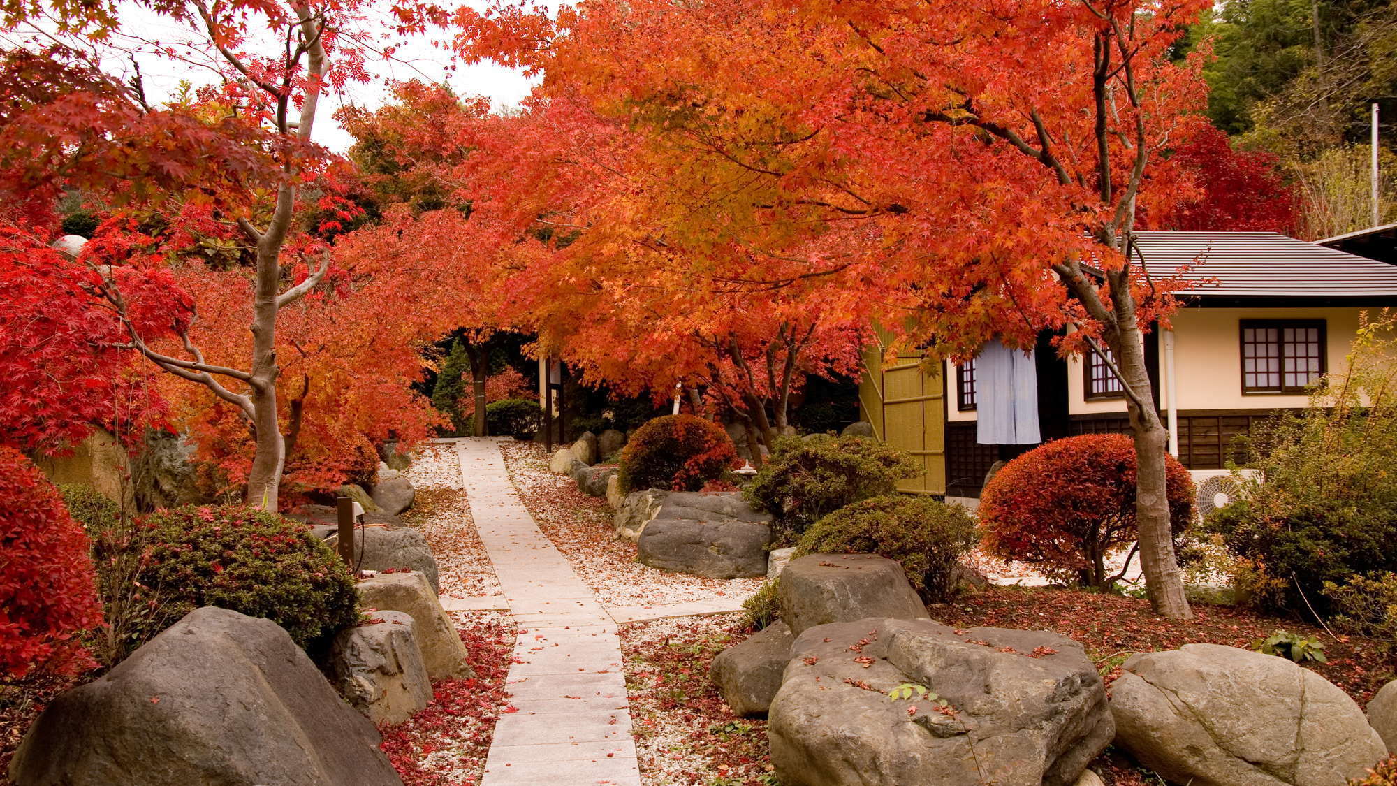 あざやかな紅葉に染まる庭園（例年11月10日前後が見頃）