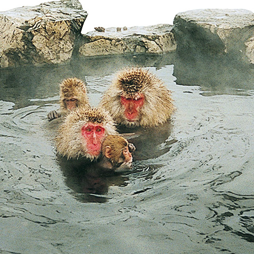 世界的に珍しい温泉に入るお猿さん（地獄谷野猿公園）