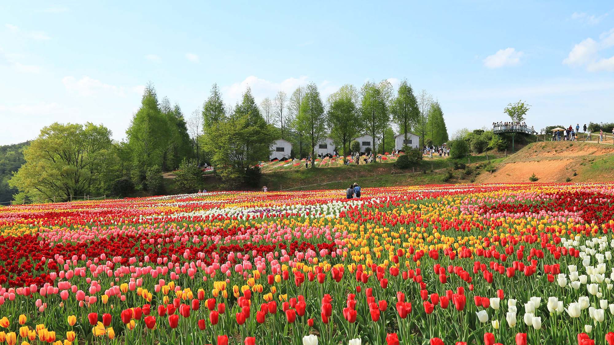 ・＜世羅観光農園＞春・夏・秋とお花が楽しめます。手づくり風車のある観光農園です